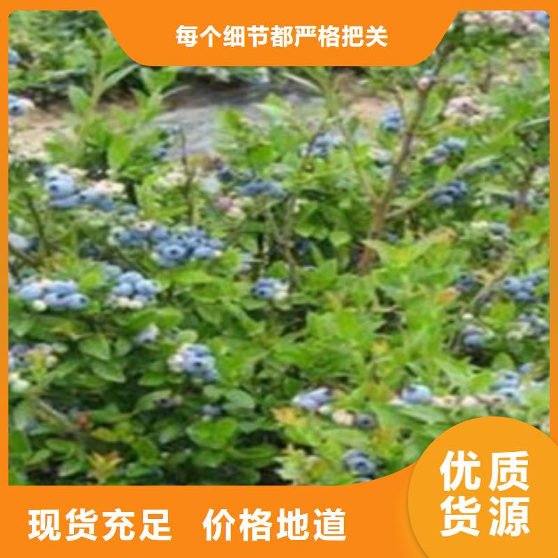 蓝莓苗花椒苗款式新颖