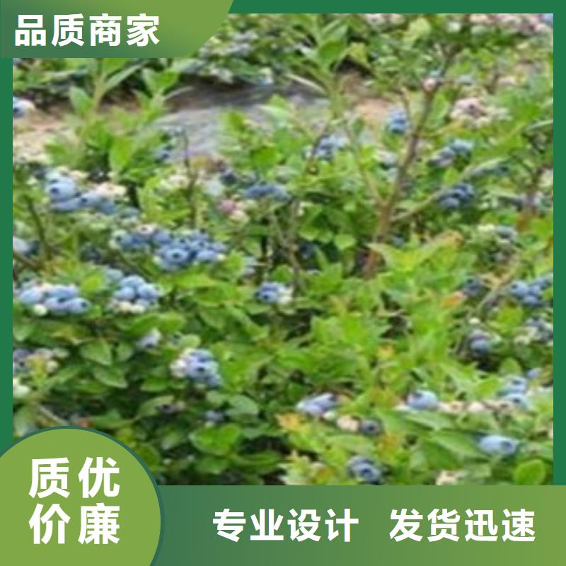 藍莓苗,板栗苗一周內發貨