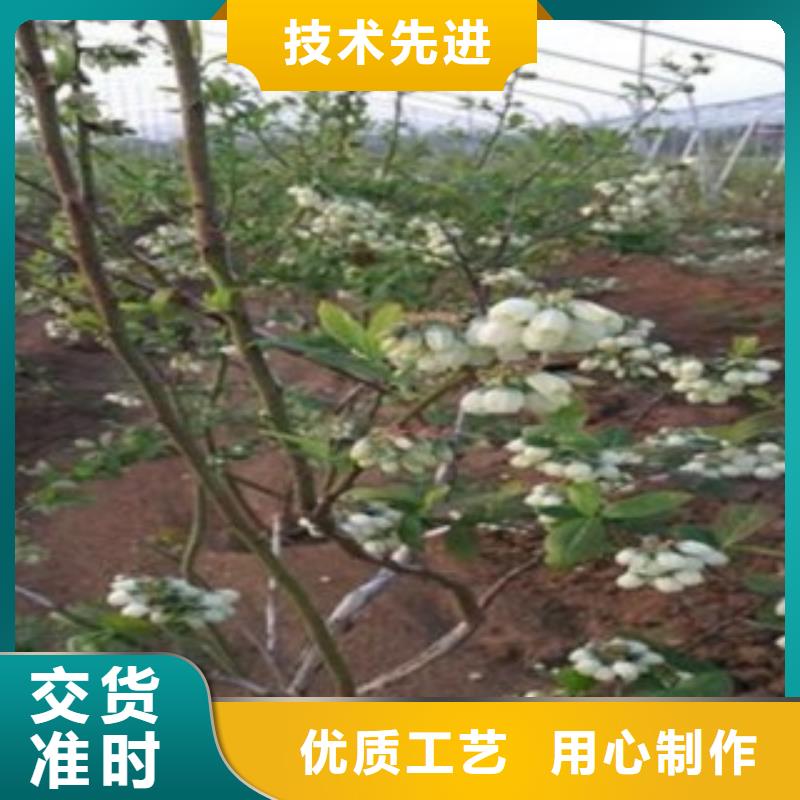 蓝莓苗花椒苗匠心打造