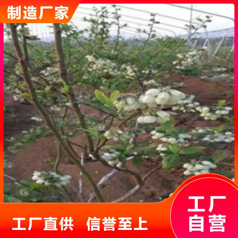 【藍莓苗】,梨樹苗低價貨源