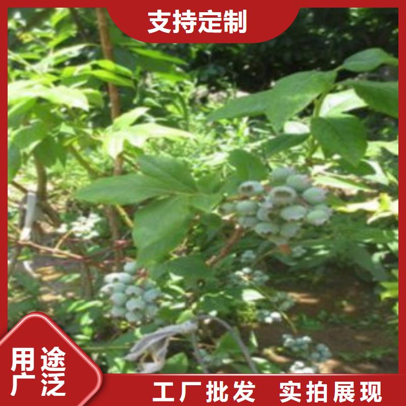 藍莓苗大廠家實力看得見