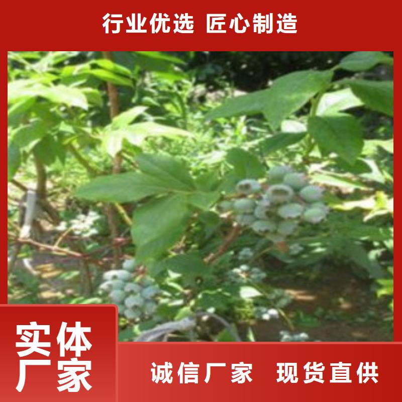 藍莓苗市場行情