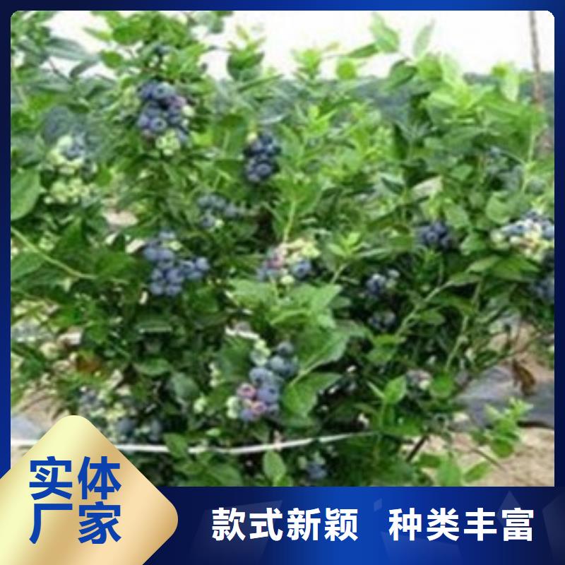 【藍莓苗李子苗實力廠商】