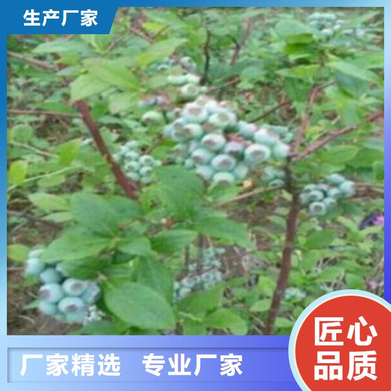 藍莓苗值得信賴