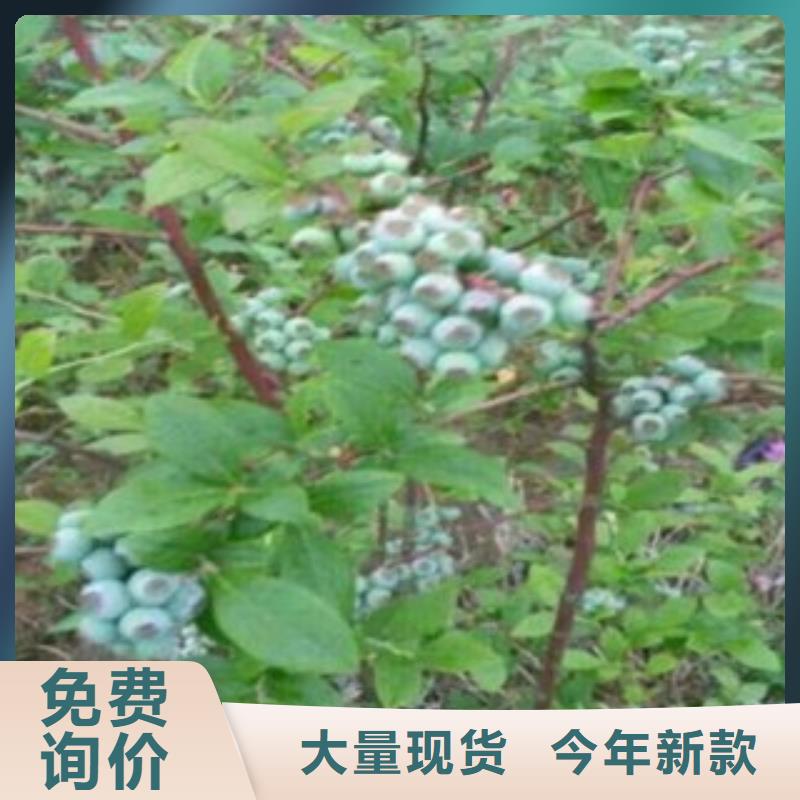 藍莓苗板栗苗擁有多家成功案例