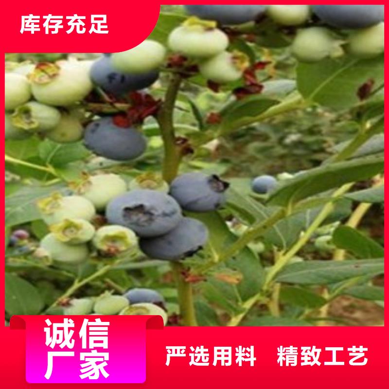 藍莓苗廠家案例