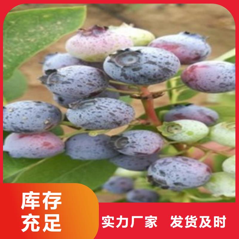 蓝莓苗,花椒苗厂家型号齐全