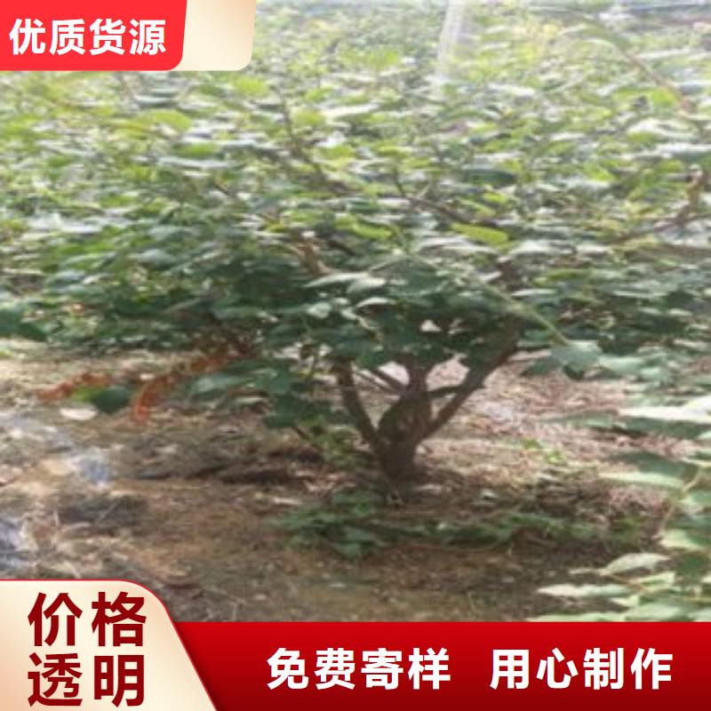 藍莓苗大廠家實力看得見