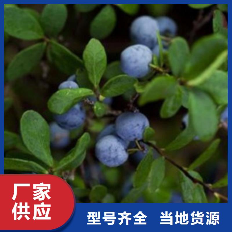 蓝莓苗梨树苗来图定制量大从优