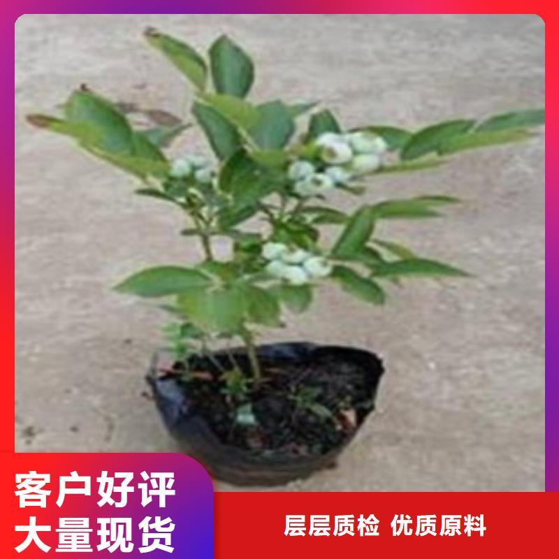 藍莓苗梨樹苗來圖定制量大從優