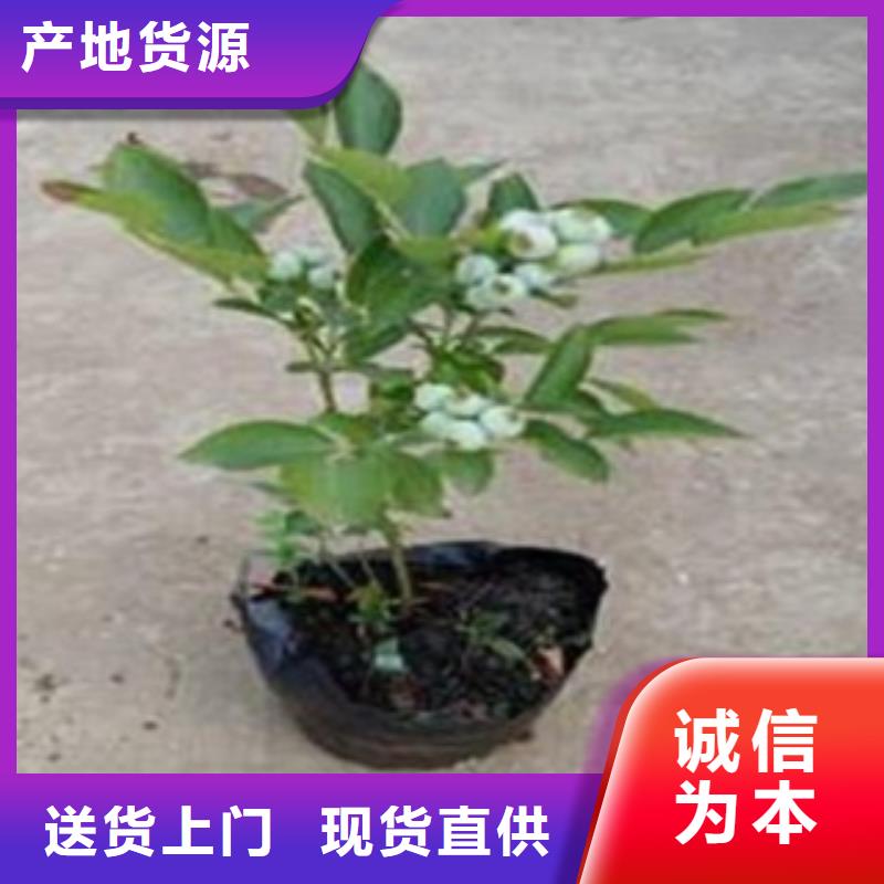 【藍莓苗桃樹苗匠心工藝】