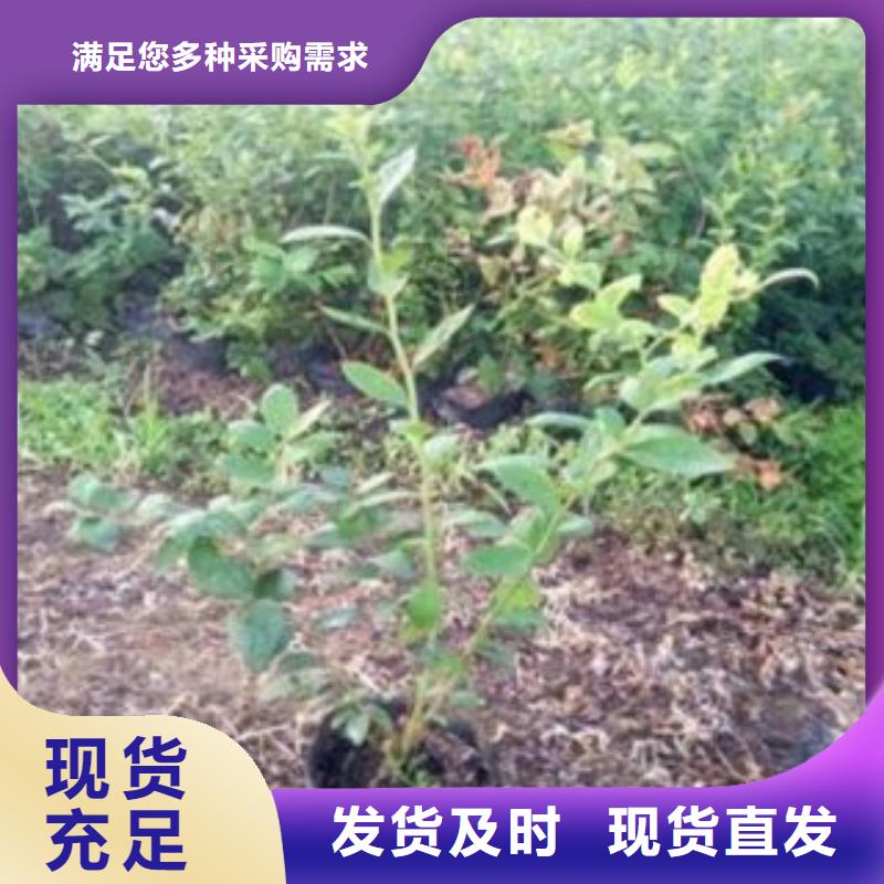 【藍莓苗豐富的行業經驗】