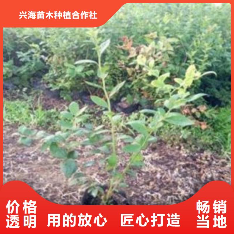 蓝莓苗花椒苗款式新颖