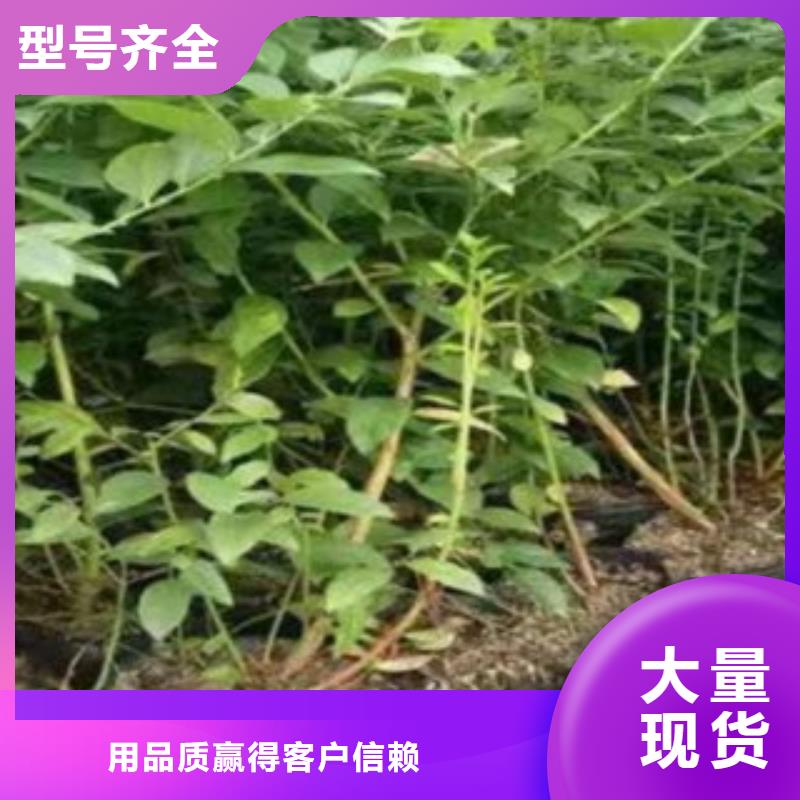 藍莓苗梨樹苗自產自銷