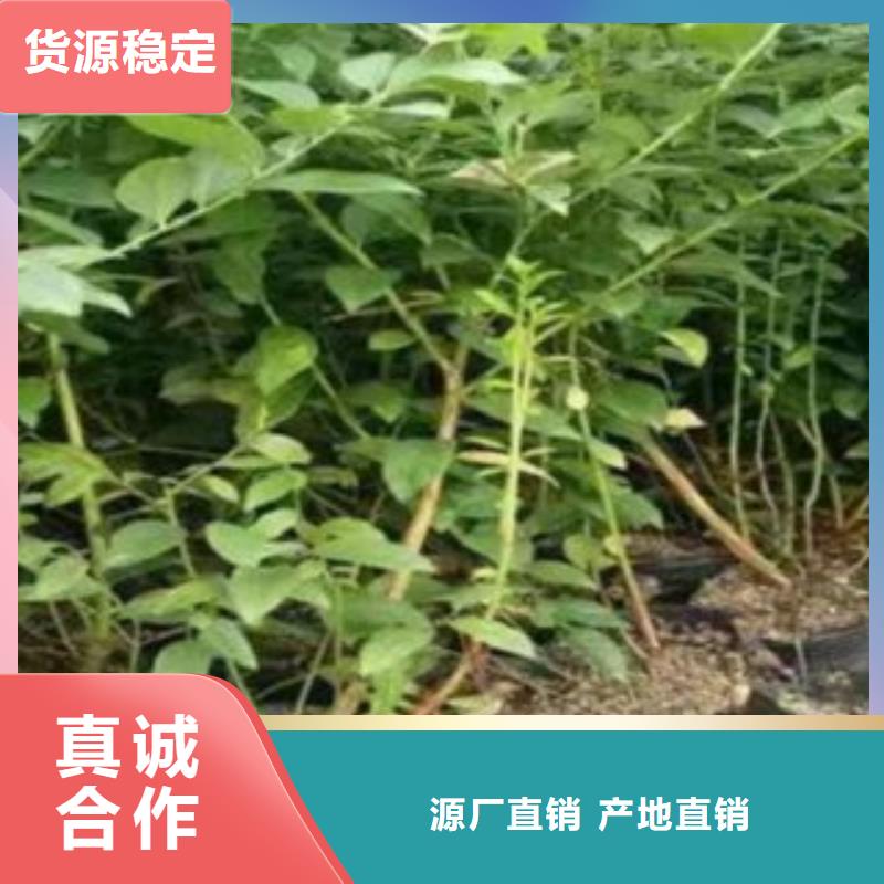 藍莓苗梨樹苗來圖定制量大從優