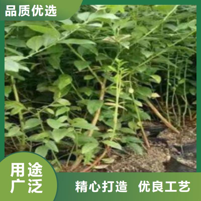 【蓝莓苗_葡萄苗品质保证实力见证】