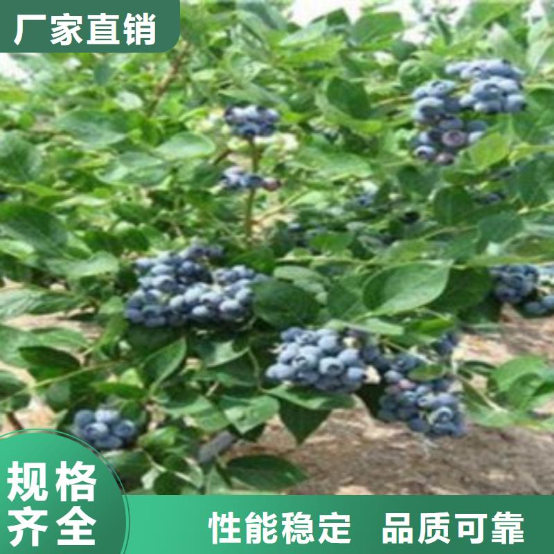 藍莓苗,板栗苗一周內發貨