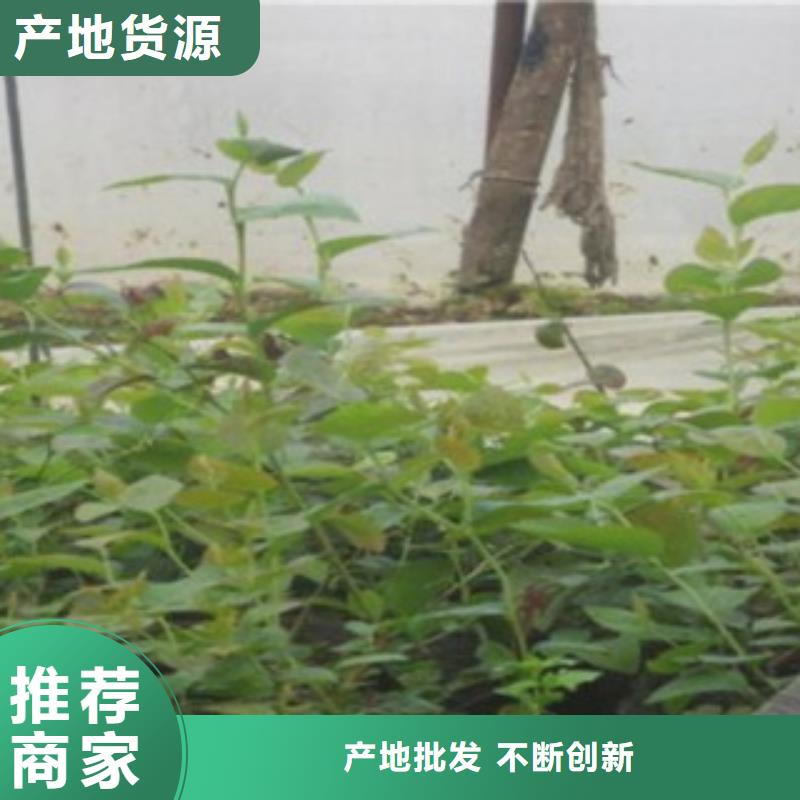 蓝莓苗桃树苗专业生产N年