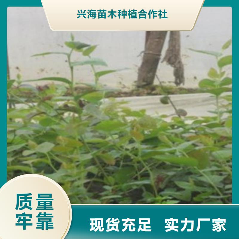 蓝莓苗_梨树苗价格实惠工厂直供