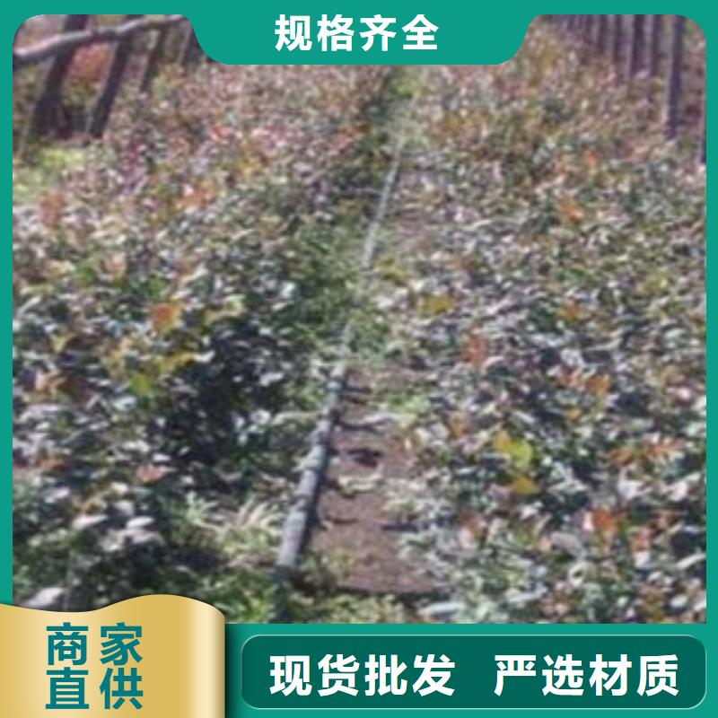 蓝莓苗_梨树苗价格实惠工厂直供