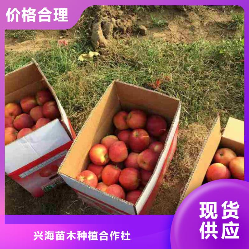 【蘋果苗】李子苗高品質現(xiàn)貨銷售