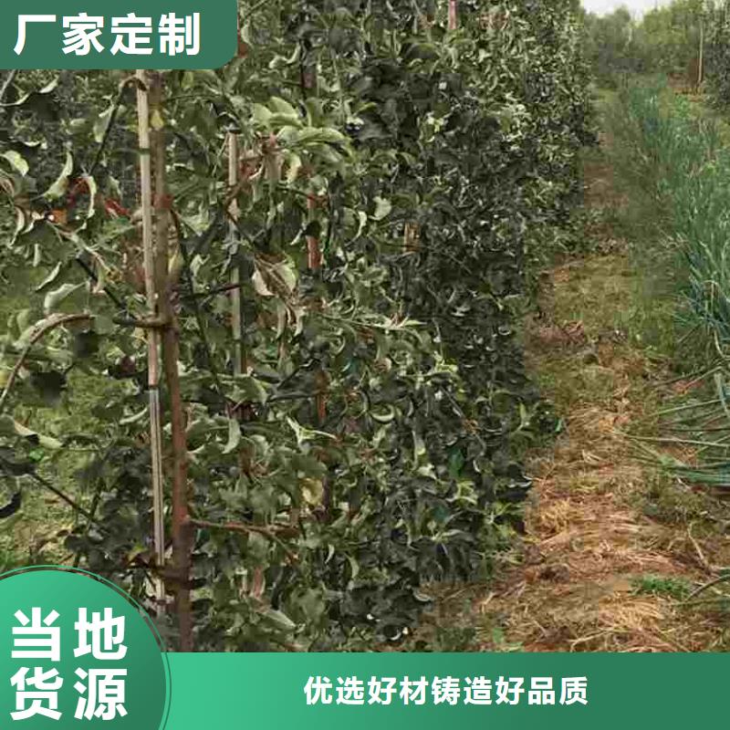 蘋果苗-花椒苗專業(yè)按需定制