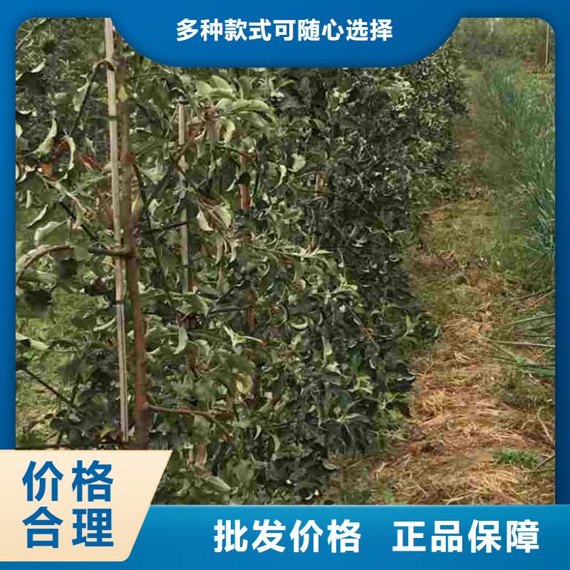 蘋果苗【藍莓苗】支持定制