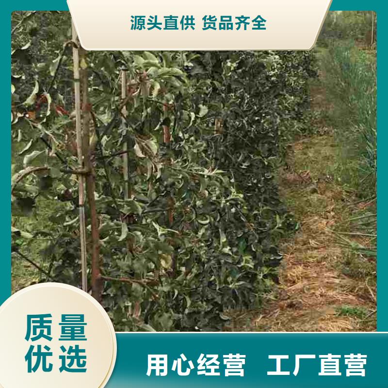 蘋果苗葡萄苗價格合理