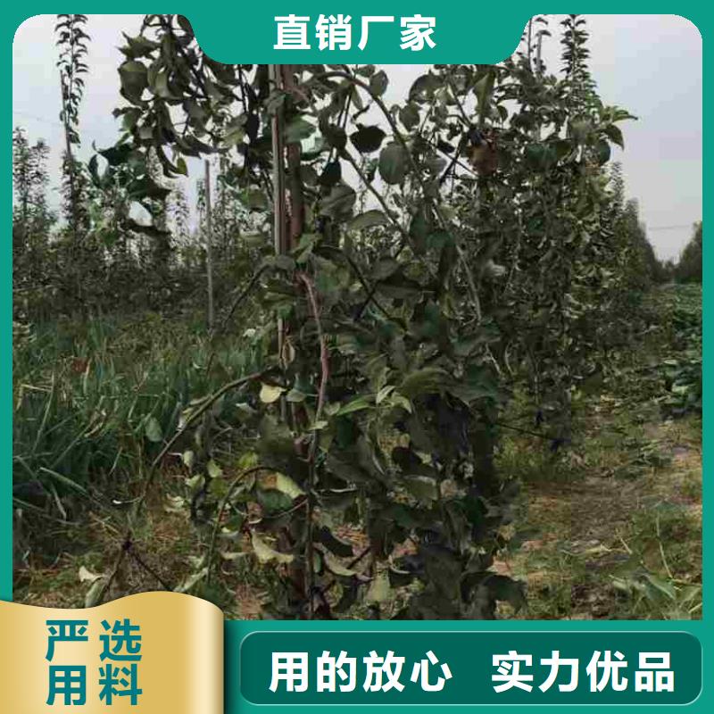 蘋果苗花椒苗工廠價格