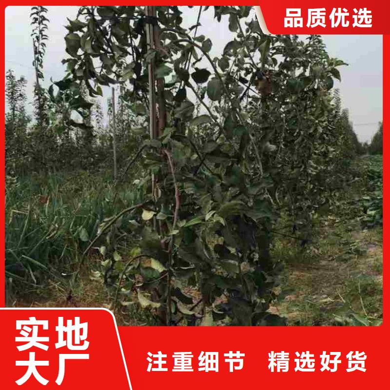 蘋果苗,梨樹苗支持加工定制