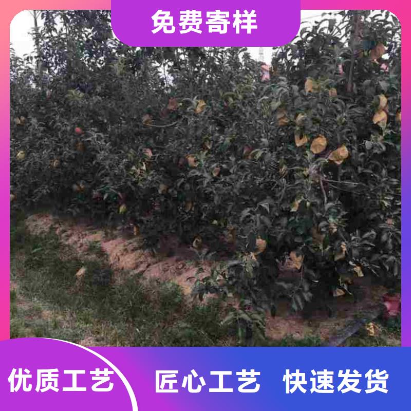 蘋果苗,梨樹苗誠信為本