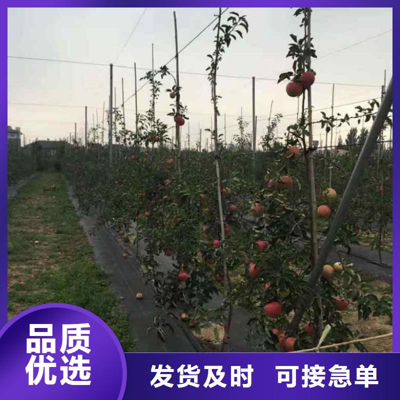 蘋果苗核桃苗國標檢測放心購買