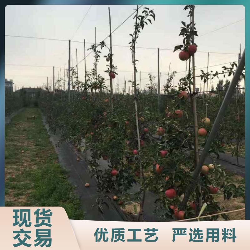 蘋果苗梨樹苗型號齊全