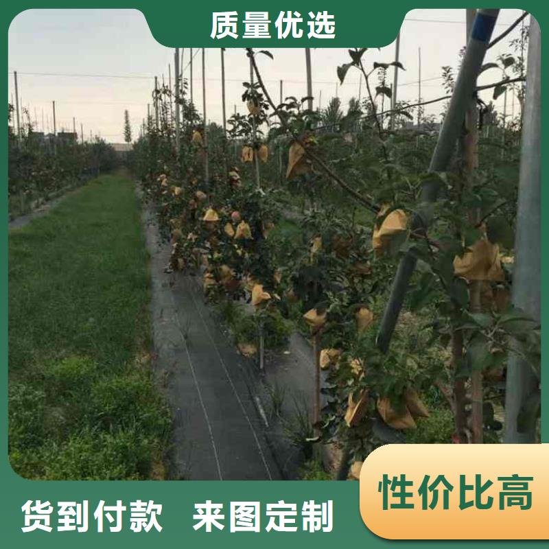 【苹果苗李子苗欢迎来电咨询】