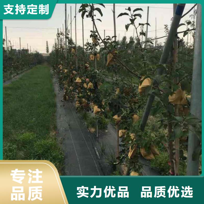 【蘋果苗_梨樹苗嚴格把控每一處細節(jié)】