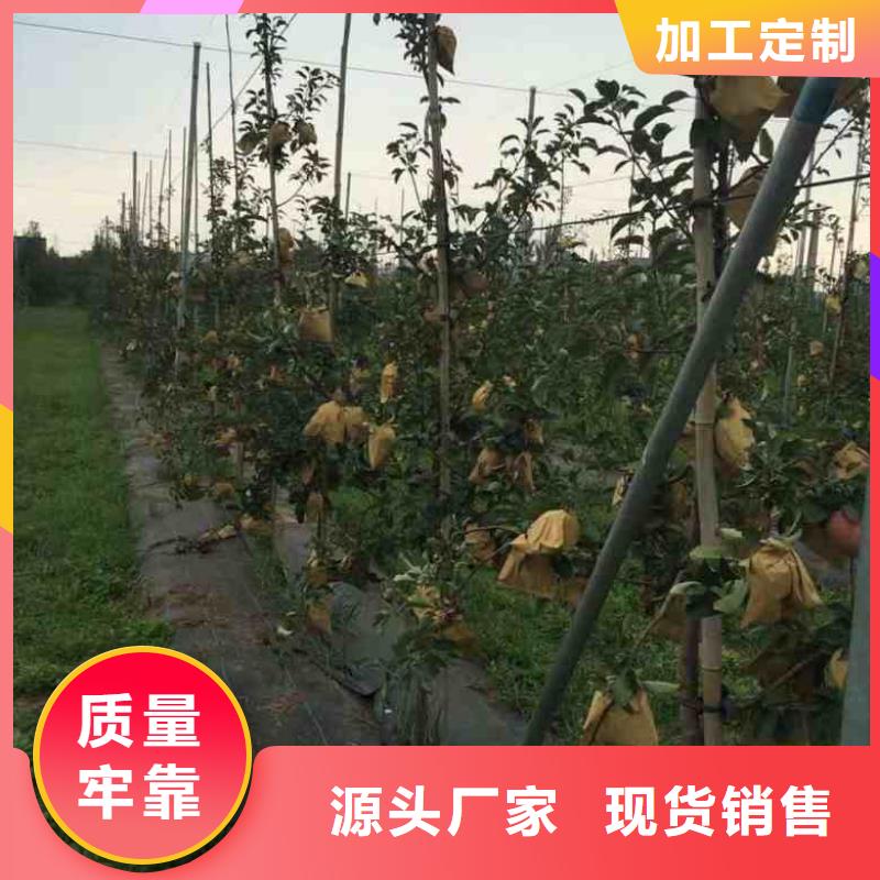 蘋果苗-花椒苗專業(yè)按需定制