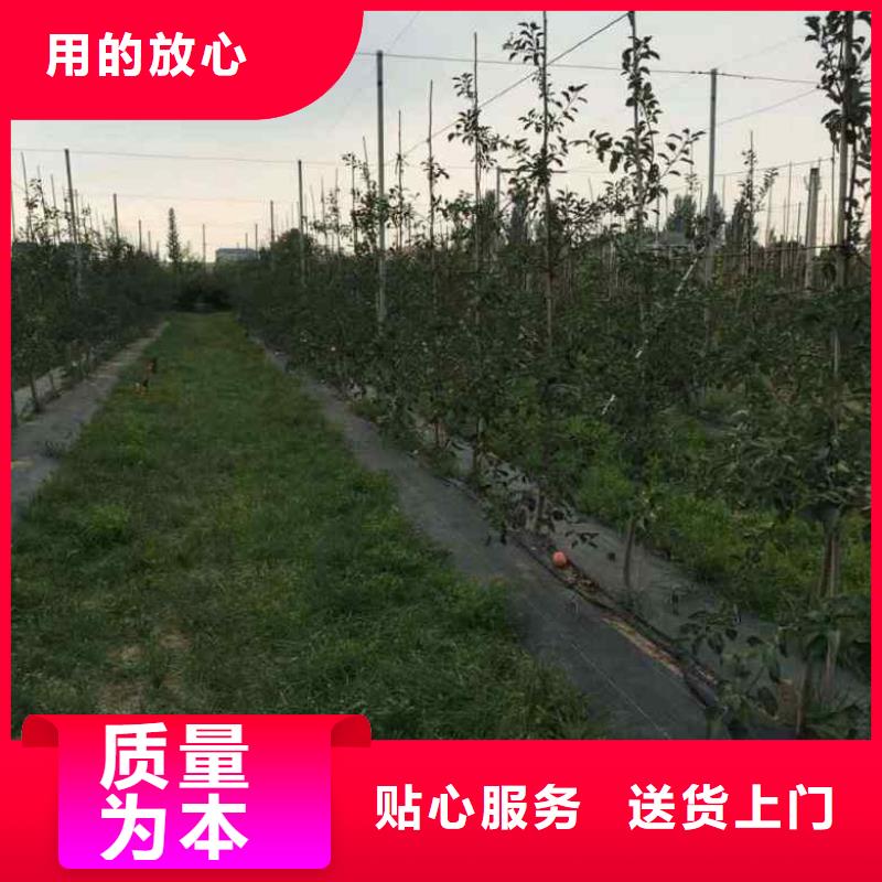 蘋果苗梨樹苗原料層層篩選