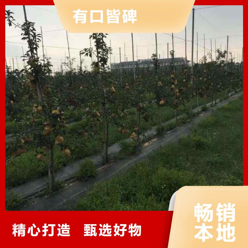 蘋果苗【藍莓苗】支持定制