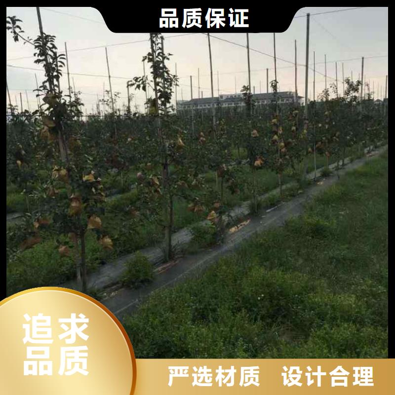 苹果苗花椒苗工厂价格