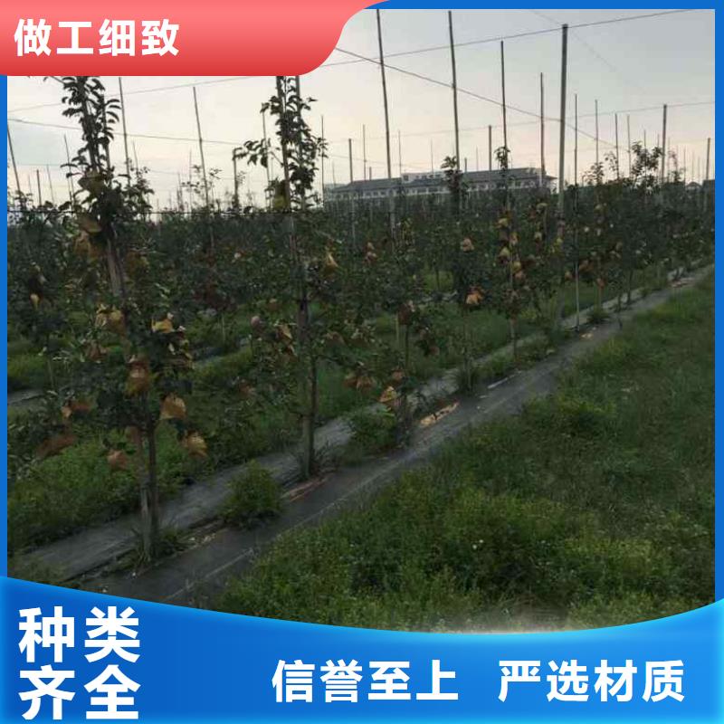 蘋果苗藍莓苗廠家直銷規格多樣