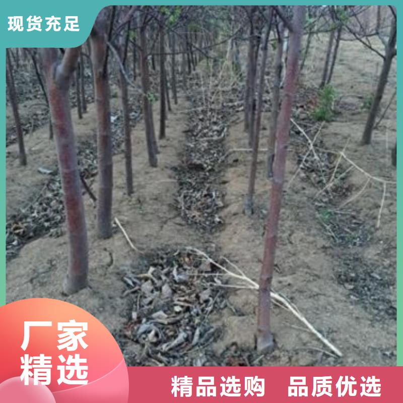 蘋果苗-【梨樹苗】嚴格把控每一處細節