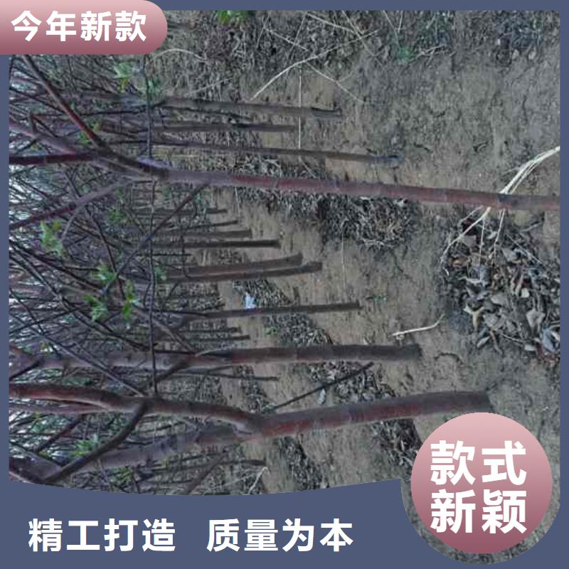 蘋果苗梨樹苗型號齊全