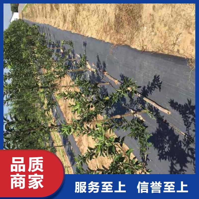 苹果苗梨树苗批发价格