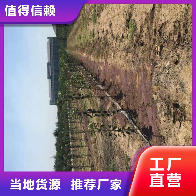 蘋果苗,核桃苗來圖加工定制