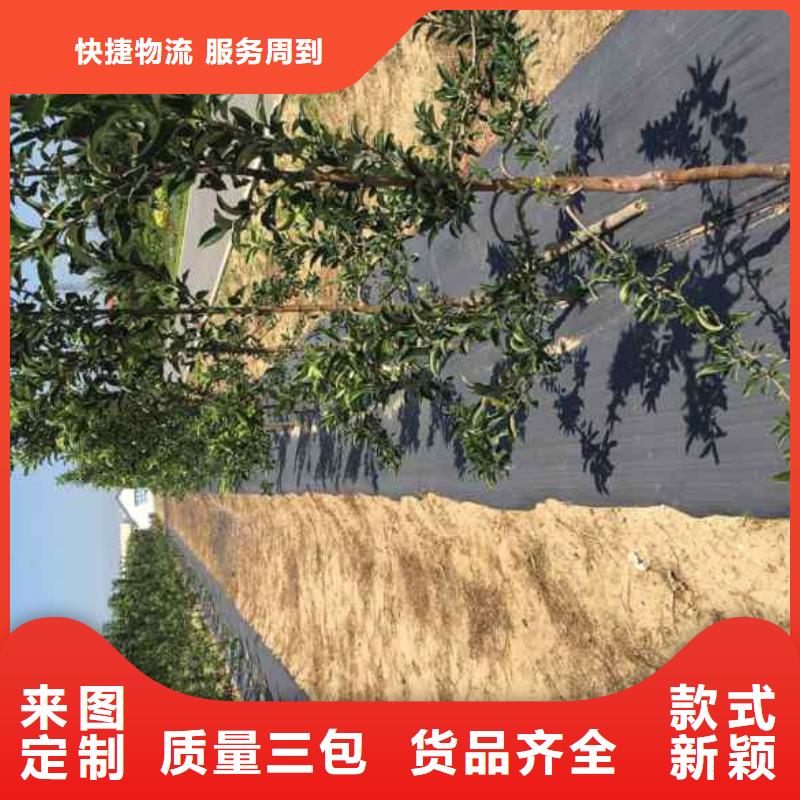 蘋果苗藍莓苗源頭廠家來圖定制