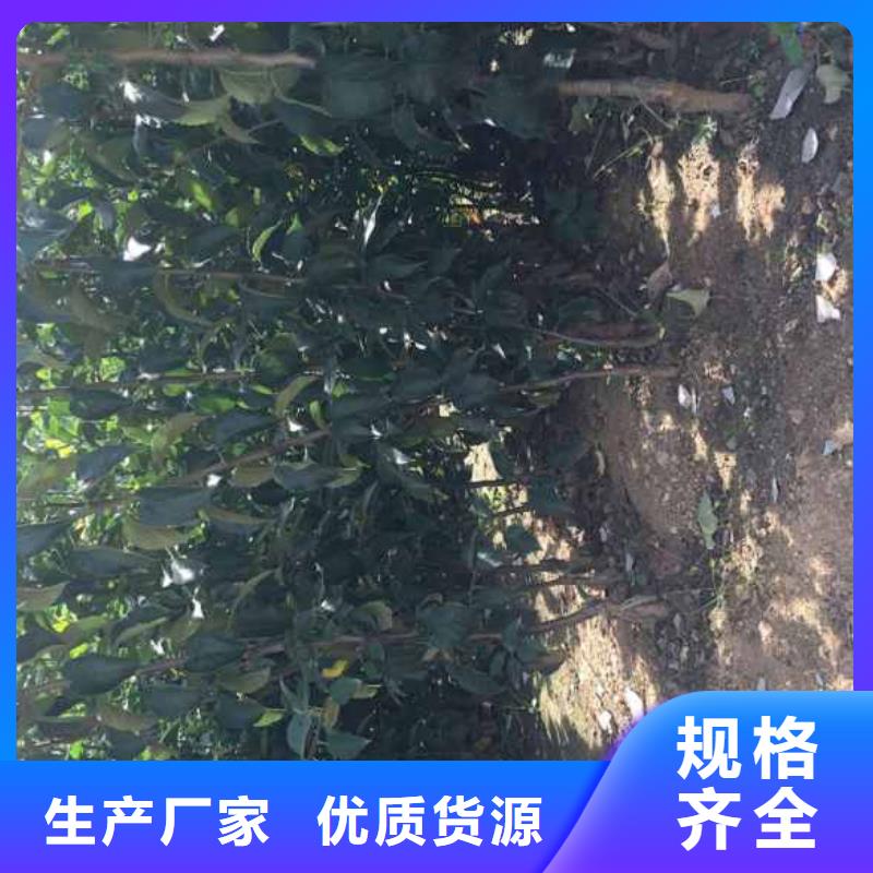 蘋果苗藍莓苗廠家直銷規(guī)格多樣