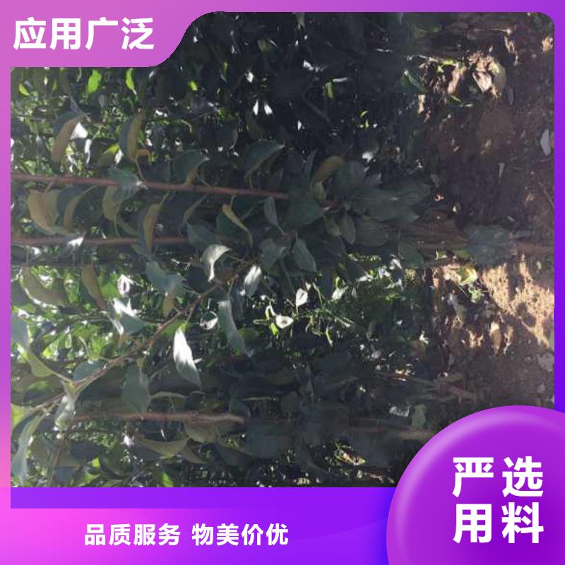 蘋果苗精工細(xì)致打造