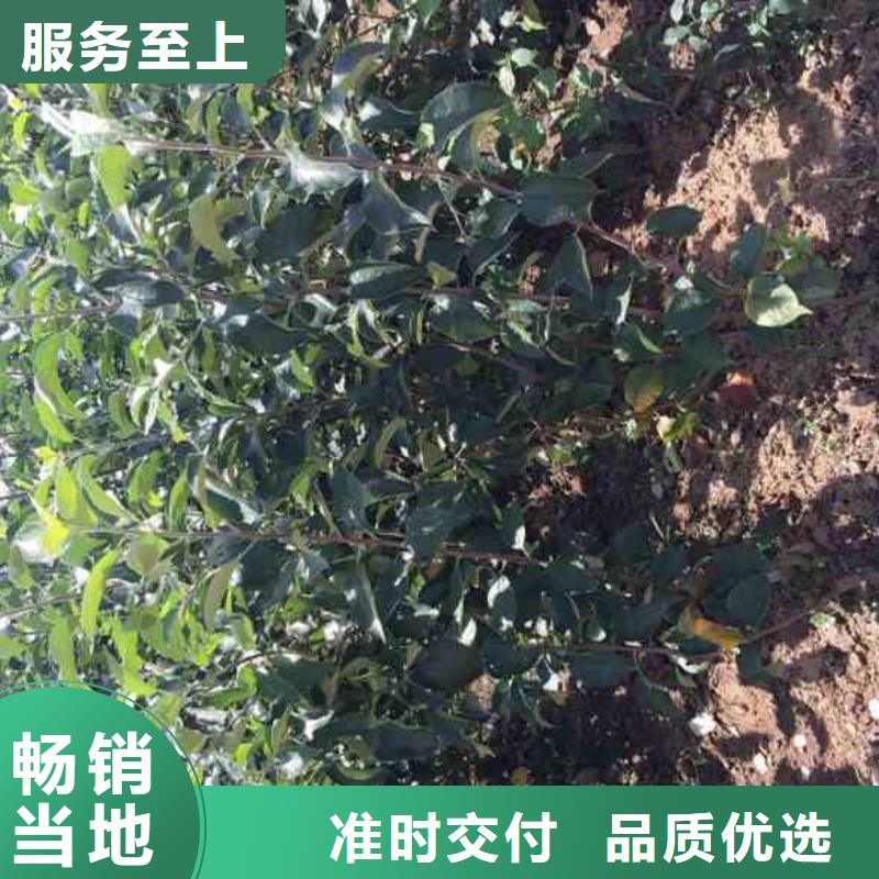 【苹果苗】梨树苗好产品放心购