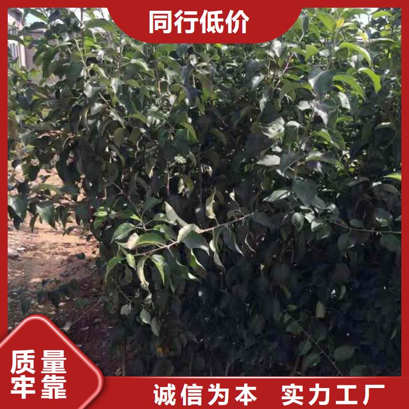 蘋果苗藍莓苗廠家直銷規(guī)格多樣