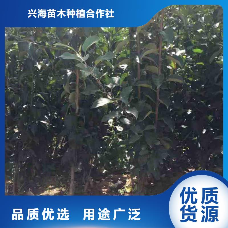 【蘋果苗花椒苗質量上乘】